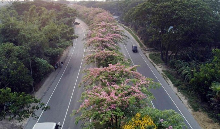 Flower ঢাকা-চট্টগ্রাম মহাসড়কে বছরজুড়েই ফুলের মুগ্ধতা