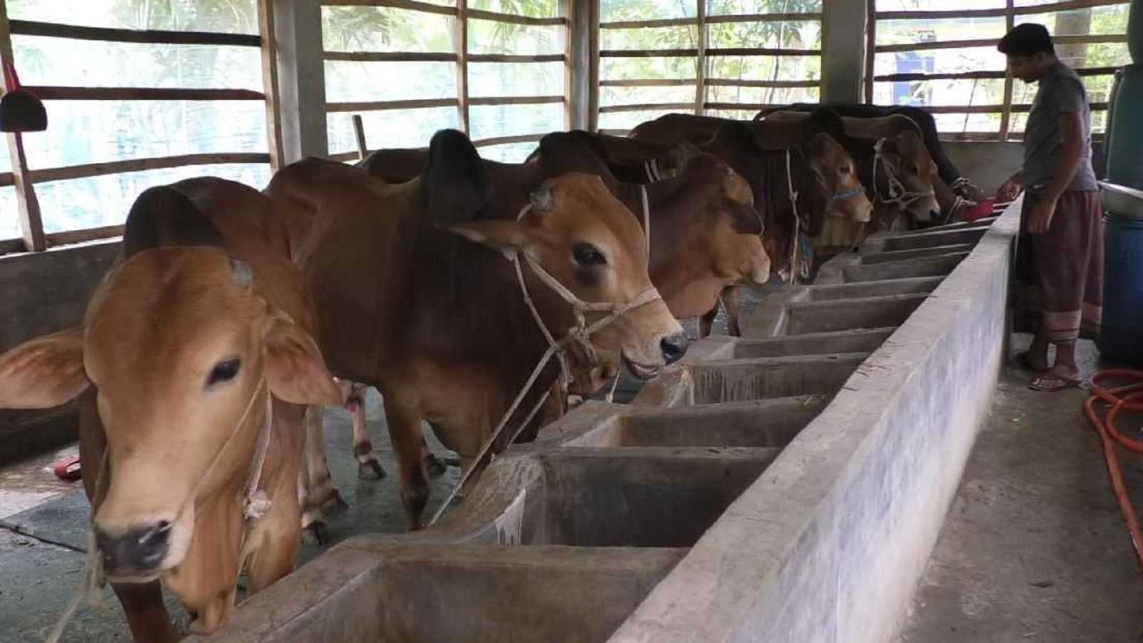 গাজীপুরে গরুকে খাওয়ানো হচ্ছে কারখানার পরিত্যক্ত তুলা