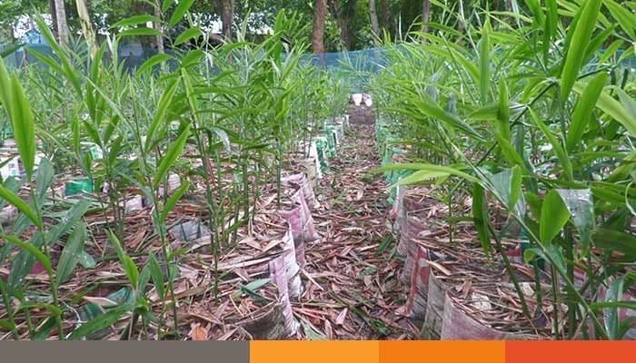 শেরপুরে বাণিজ্যিকভাবে বস্তায় আদা চাষ