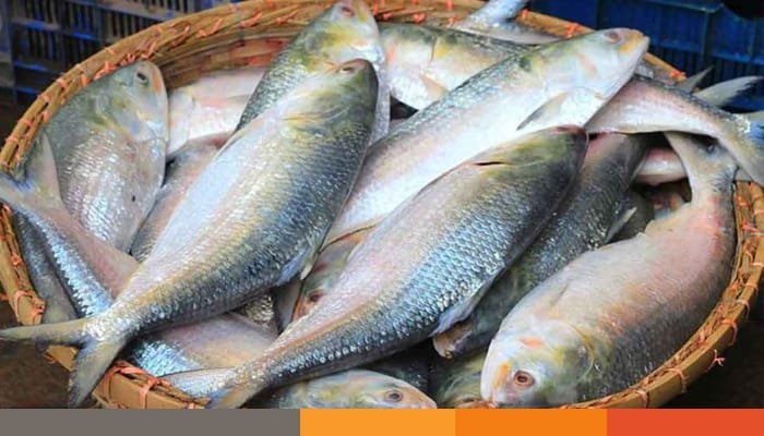 দুর্গাপূজা উপলক্ষ্যে ভারতে যাচ্ছে ৩ হাজার টন ইলিশ