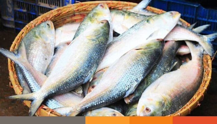 ইলিশের দাম ৭০০ টাকা কেজি নির্ধারণ করতে আইনি নোটিশ ইলিশের দাম ৭০০ টাকা কেজি নির্ধারণ করতে আইনি নোটিশ