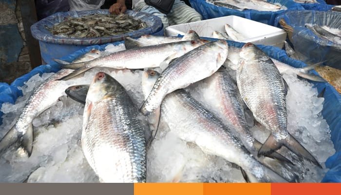 ফেসবুকেই কমেছে ইলিশের দাম, বাজারে চড়া
