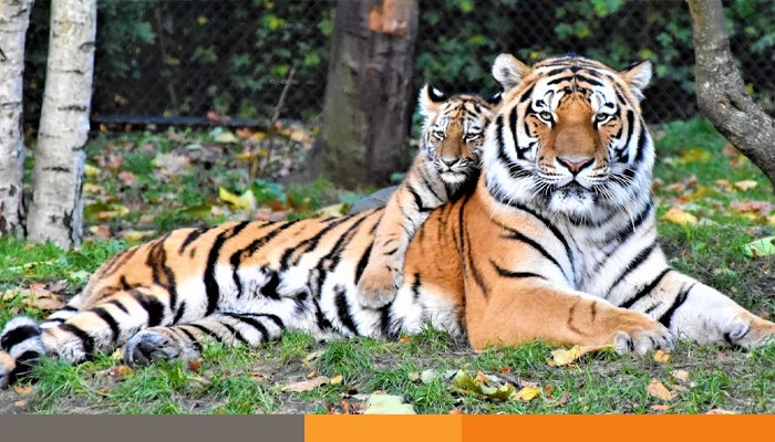 Tiger সুন্দরবনে বাঘের সংখ্যা বেড়ে ১২৫