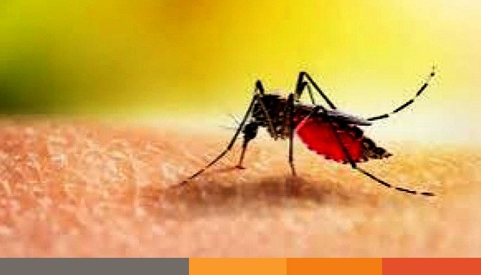 ডেঙ্গুতে ১ জনের মৃত্যু, হাসপাতালে ৪৫