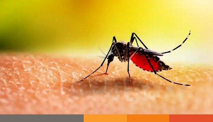 যশোরে ডেঙ্গুর প্রকোপ বাড়তে শুরু করেছে