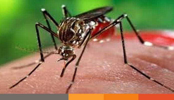 এবার শীতেও থাকবে ডেঙ্গুর প্রকোপ