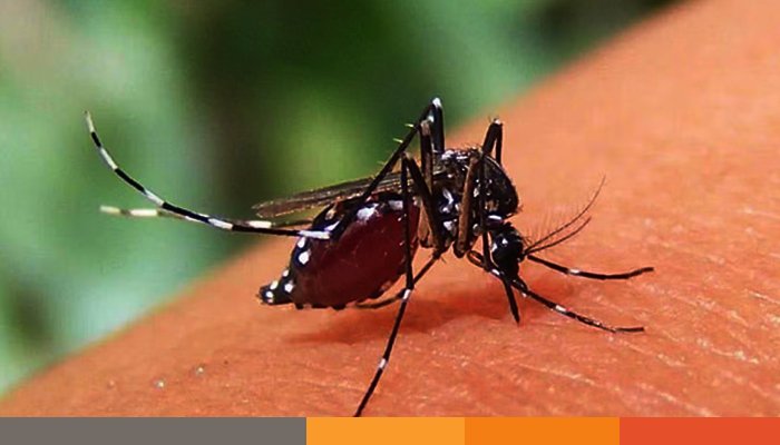 ডেঙ্গু ডেঙ্গুতে আরো ৫ জনের মৃত্যু