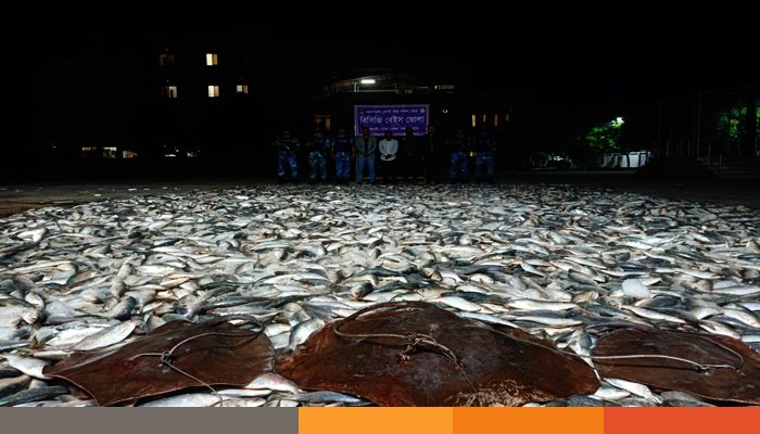 ভোলায় বিপুল পরিমাণে জাটকা ও শাপলা পাতা মাছ জব্দ