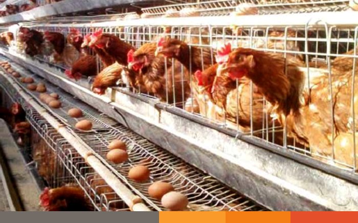 দাবি না মানলে ১ জানুয়ারি থেকে ডিম-মুরগি উৎপাদন বন্ধ: বিপিএ