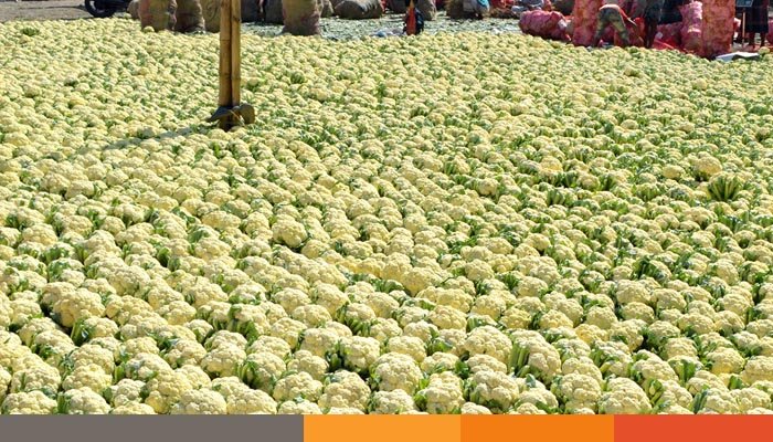 ২ টাকার ফুল কপি ঢাকায় এসে ৩০ টাকা