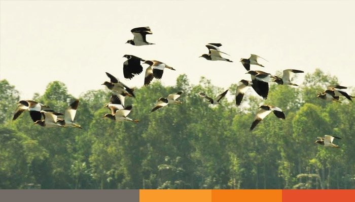 পরিযায়ী পাখির কলতানে মুখর দেশের বিভিন্ন অঞ্চল পরিযায়ী পাখির কলতানে মুখর দেশের বিভিন্ন অঞ্চল
