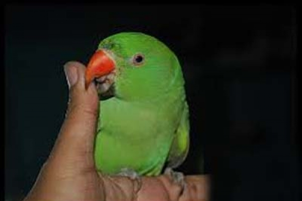 তোতাপাখি কীভাবে কথা বলে