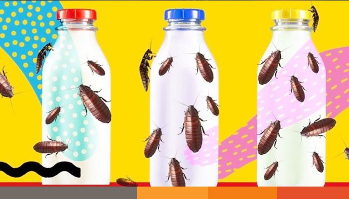 তেলাপোকার দুধ কি সুপারফুড?