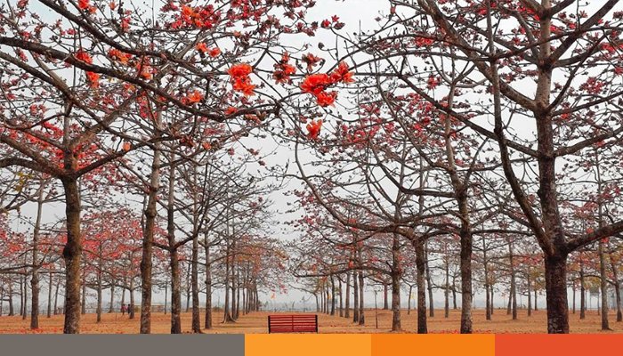 শিমুল বাগানে বসন্তের রঙ, ভালোবাসার উচ্ছ্বাস