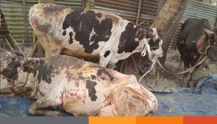 খামারিকে আটকে গোয়াল ঘরে আগুন, ৭ গরু দগ্ধ, এক বাছুরের মৃত্যু