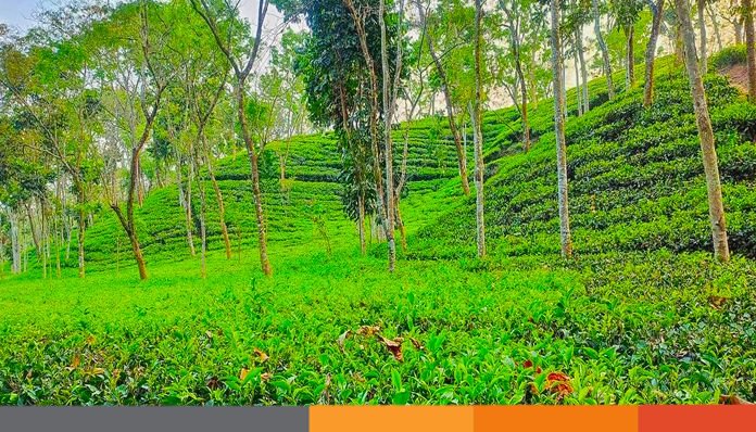 নিলামে চায়ের ন্যুনতম দাম বেঁধে দেয়ায় সংকটে ছোট ব্যবসায়ীরা