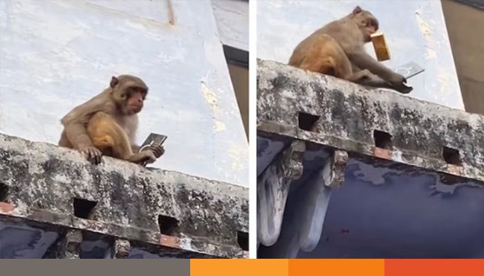 BANOR ফ্রুটির বিনিময়ে ‘স্যামসাং এস২৫ আল্ট্রা’ স্মার্টফোন দিল বানর