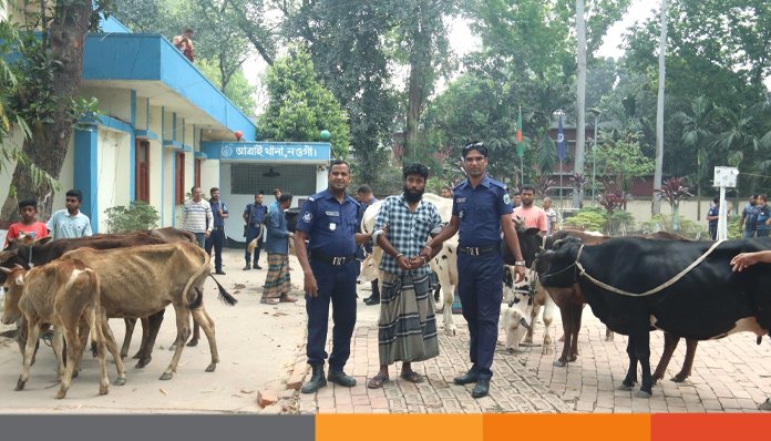 ইউনিয়ন বিএনপি নেতার গোয়ালঘর থেকে ১৩টি চোরাই গরু উদ্ধার ইউনিয়ন বিএনপি নেতার গোয়ালঘর থেকে ১৩টি চোরাই গরু উদ্ধার