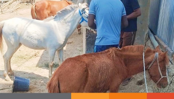 দাম কম হওয়ায় নাটোরে চাহিদা বেড়েছে ঘোড়ার মাংসের