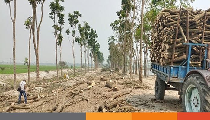 দিনাজপুরে কড়াই বিলে ফলজ গাছ কেটে বিক্রির অভিযোগ, ক্ষুব্ধ স্থানীয়রা