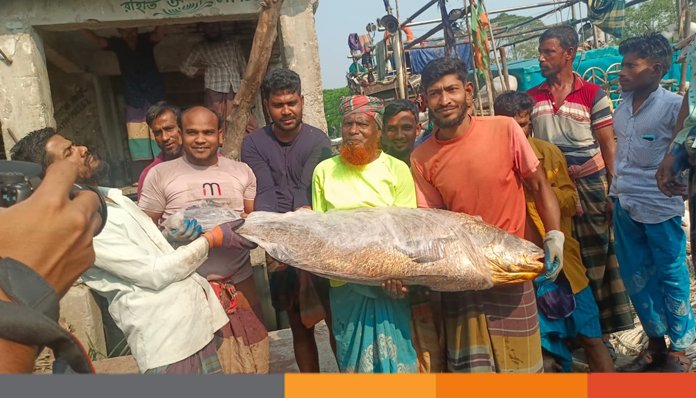বরগুনার এক মাছ'ই বিক্রি হয়েছে সাড়ে ৩ লাখ ৫০ হাজার টাকায়