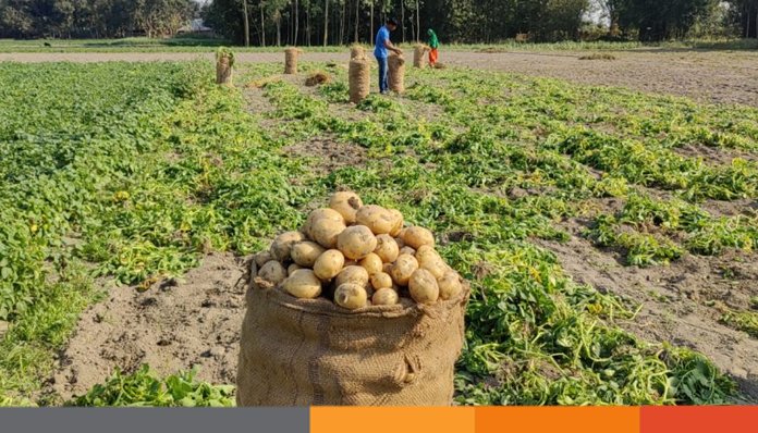 বাজারে আলুর দাম কমায় লোকসানের শঙ্কায় কৃষক