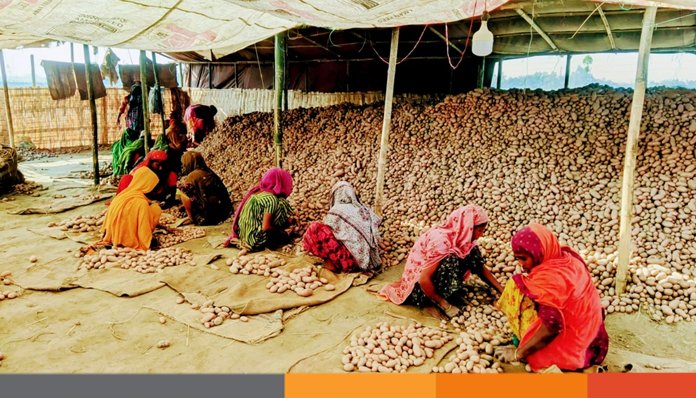 শেরপুরে হিমাগার সংকটে বীজ আলু নিয়ে বিপাকে চাষীরা শেরপুরে হিমাগার সংকটে বীজ আলু নিয়ে বিপাকে চাষীরা