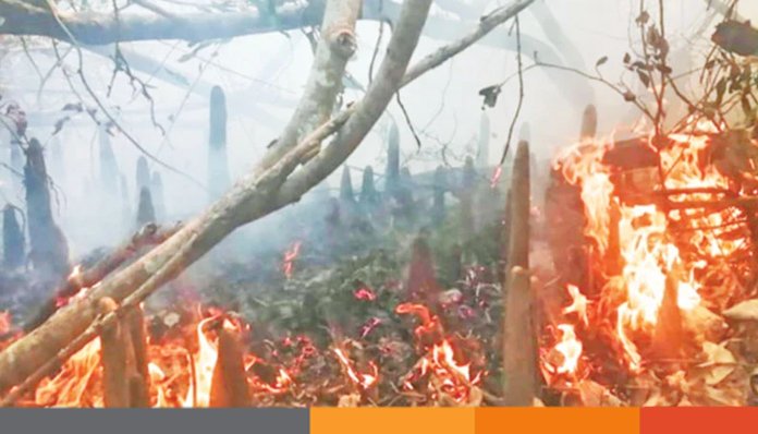 সুন্দরবনের ধানসাগরে আবারও অগ্নিকাণ্ড সুন্দরবনের ধানসাগরে আবারও অগ্নিকাণ্ড