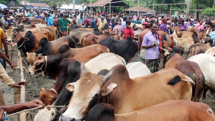 বনশ্রীর মেরাদিয়ায় কোরবানির পশুর হাট বসানো যাবে না