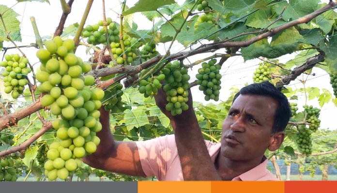 ইউটিউব দেখে আঙুর চাষ করে চমক লাগিয়ে দিলেন মেহেরপুরের দেলোয়ার