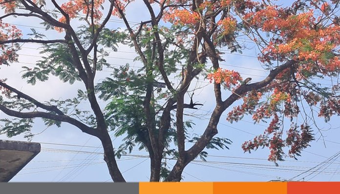 তীব্র গরমে পথিককে ছায়া দিচ্ছে কৃষ্ণচূড়া তীব্র গরমে পথিককে ছায়া দিচ্ছে কৃষ্ণচূড়া