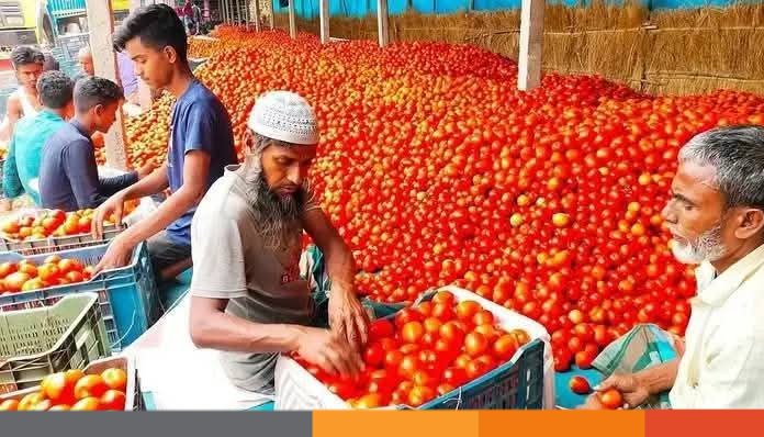 দিনাজপুরে গাবুড়া বাজারে জমে উঠেছে গ্রীষ্মকালীন টমেটোর বাজার দিনাজপুরে গাবুড়া বাজারে জমে উঠেছে গ্রীষ্মকালীন টমেটোর বাজার: