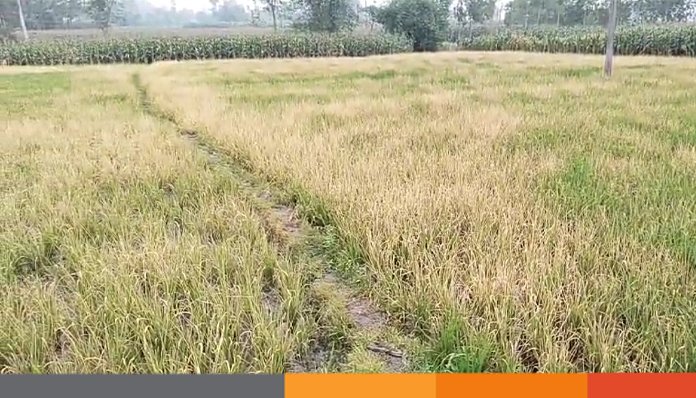 দিনাজপুরে প্রায় ২ বিঘা জমির বোরো ধানে প্রতিপক্ষের বিষ প্রয়োগ