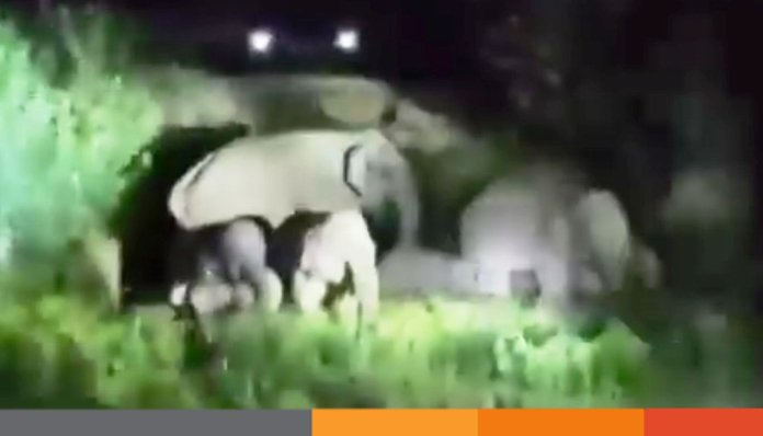 নেত্রকোনার সীমান্তে বন্য হাতির তাণ্ডব আতঙ্কে গ্রামবাসী, ফসলের ক্ষয়ক্ষতি নেত্রকোনার সীমান্তে বন্য হাতির তাণ্ডব; আতঙ্কে গ্রামবাসী, ফসলের ক্ষয়ক্ষতি