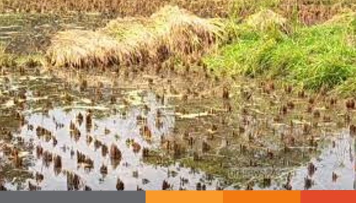 নোয়াখালীতে বৃষ্টিতে জলাবদ্ধতা, দ্রুত বোরো ধান ঘরে তোলার আহব্বান নোয়াখালীতে বৃষ্টিতে জলাবদ্ধতা, দ্রুত বোরো ধান ঘরে তোলার আহব্বান