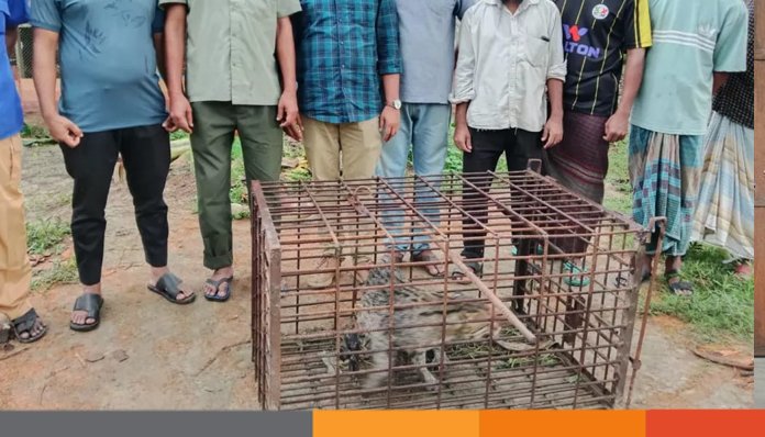 ফেনীতে মেছোবাঘ উদ্ধার