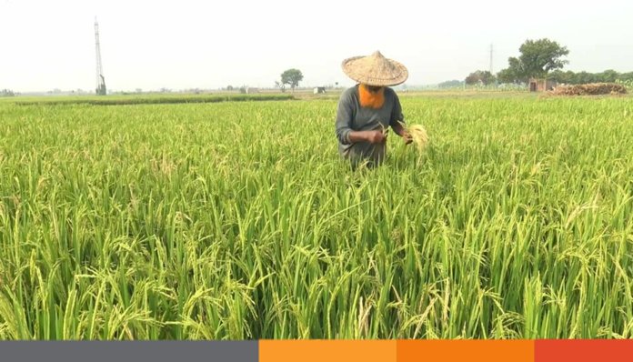 মেহেরপুরে বোরো ধানে মাজরা পোকার আক্রমণে বিপর্যস্ত কৃষকরা