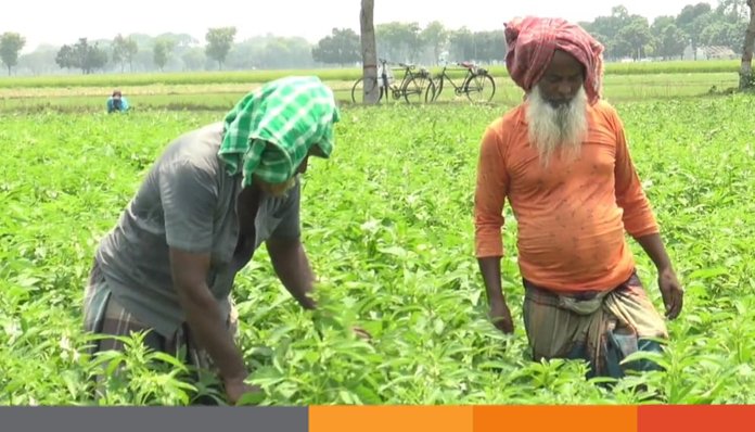 মেহেরপুরের বাতাসে যেন আগুনের হল্কা, তাপমাত্রা ৩৭.৫ ডিগ্রি