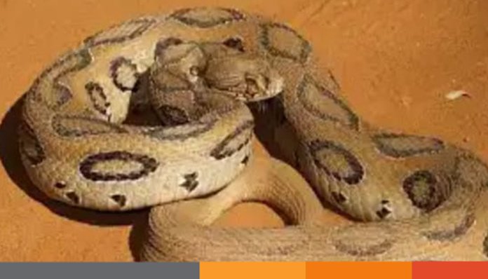 রাজবাড়ীর চরাঞ্চলে রাসেল ভাইপারসাপের আতঙ্ক