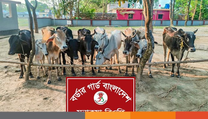 শিবগঞ্জ সীমান্তে ভারতীয় ১০ গরু জব্দ