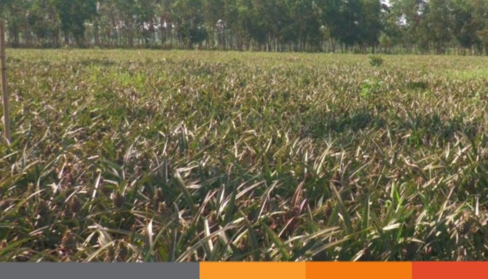 শেরপুরের গাড়ো পাহাড় আনারস চাষে সম্ভাবনাময় স্থান হয়ে উঠছে