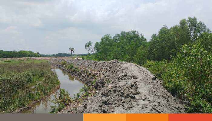 বরগুনায় বনাঞ্চল উজাড় করে মাছের ঘের