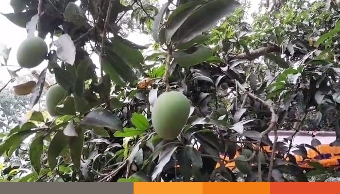 চুয়াডাঙ্গায় শুরু হলো আম সংগ্রহ মৌসুম চুয়াডাঙ্গায় শুরু হলো আম সংগ্রহ মৌসুম