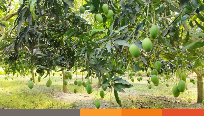 ২২ মে থেকে বাজারে আসছে নওগাঁর আম