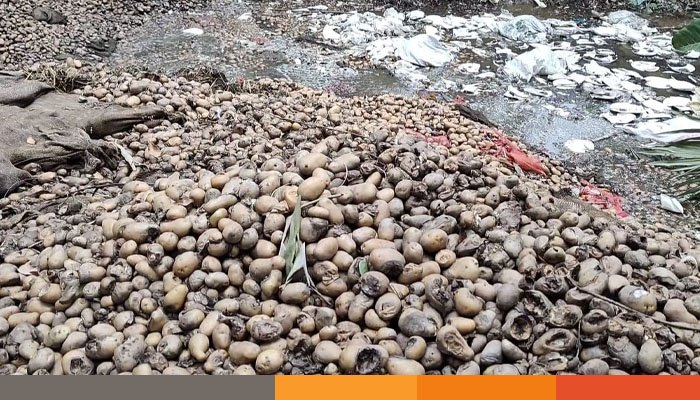 ঠাকুরগাঁওয়ে ডোবায় ফেলে দেয়া হচ্ছে কৃষকের কষ্টের আলু