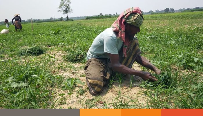 মেহেরপুরে তীব্র তাপদাহ, তাপমাত্রা ৪২ ডিগ্রি মেহেরপুরে তীব্র তাপদাহ, তাপমাত্রা ৪২ ডিগ্রি