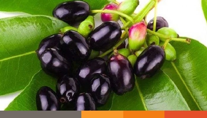 জাম খাওয়ার উপকারিতা জাম খাওয়ার উপকারিতা