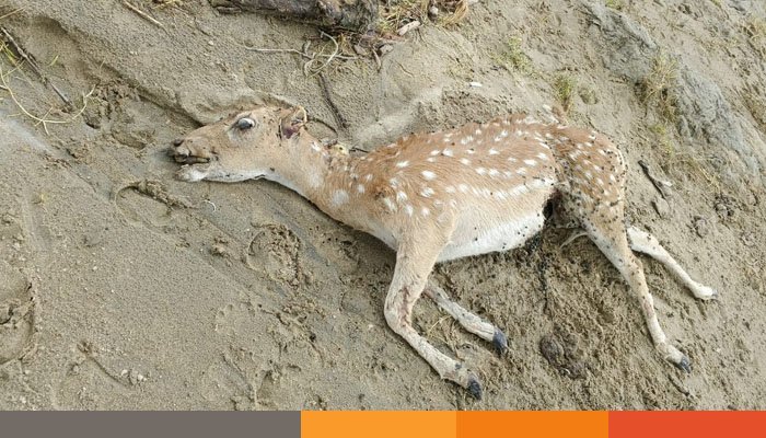 ভোলার মনপুরায় জোয়ারের পানিতে ভেসে এলো মৃত হরিণ