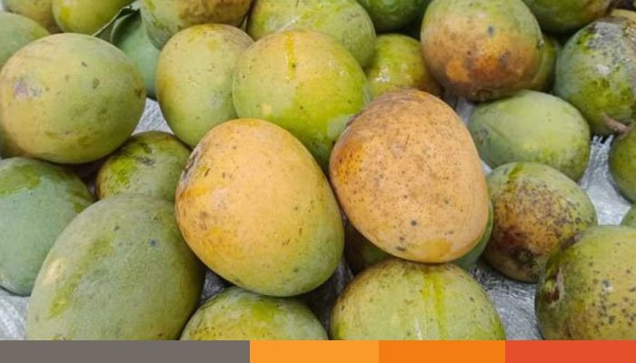 চীনে বাংলাদেশের আমের প্রথম চালান যাচ্ছে ২৮ মে