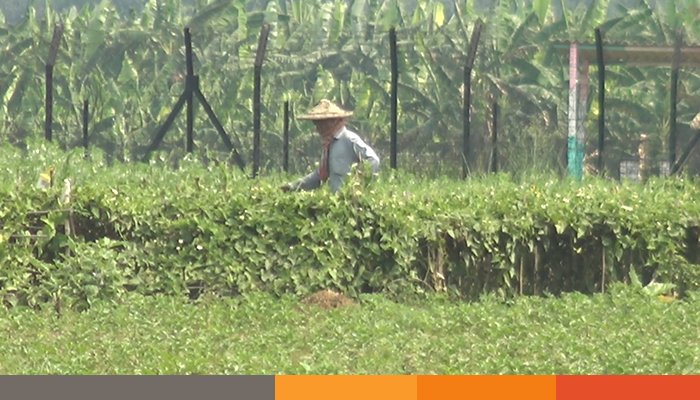 পাক-ভারত উত্তেজনার প্রভাব: সীমান্তের কৃষিজমিতে নিরুপায় কৃষক